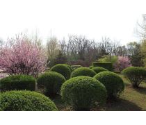 自家苗圃低價批發紅葉石楠球，優質綠化工程景觀苗木盆栽，成活率高——瀏陽市柏加鎮文凱苗圃產品推薦